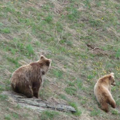 Brown bear Sechu Tuan Nalla